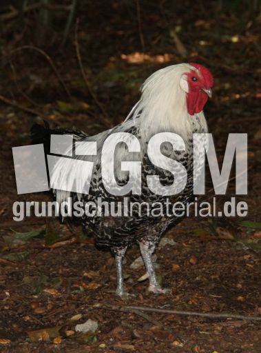Huhn-208.jpg